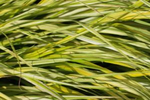 closeup of hakonechloa grass as a natural background or texture aureola